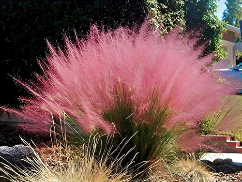 Muhlenbergia capillaris 1 - 1, x