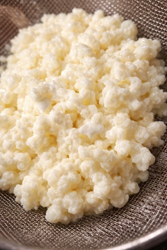 Kefir milchkefir kulturen - milchkefir,