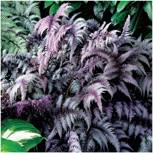 Athyrium niponicum - 1, x